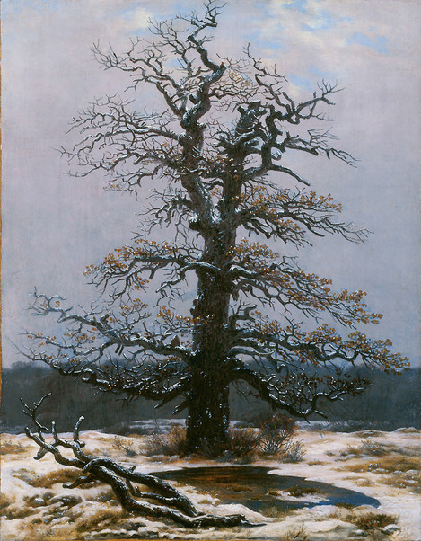 Caspar David Friedrich (Greifswald 1774 – 1840 Dresden): Eiche im Schnee, o.J. Öl auf Leinwand, 44 x 34,5 cm. Erworben 1942. WRM 2666. Foto: Rheinisches Bildarchiv Köln