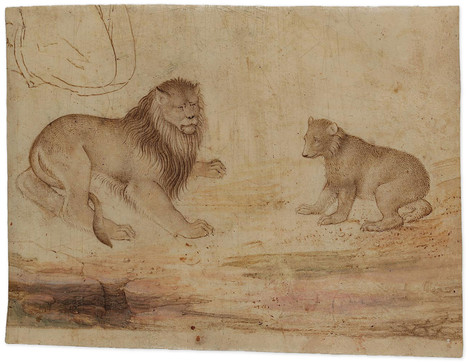 Lombardischer Meister, um 1500: Löwe und Bär, Feder in brauner Tinte, Aquarell und Tempera, auf Pergament, 14,5 x 19 cm. Alter Bestand, WRM Z 1989