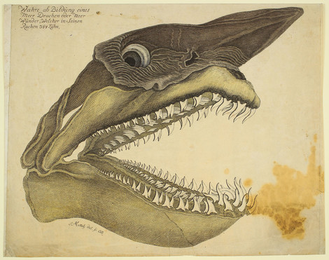 Nicolaus Mettel, „Wahre Abbildung eines Meer Drachen…“, 18. Jahrhundert, Kupferstich auf Vergépapier, handkoloriert, Graphische Sammlung, Wallraf-Richartz-Museum