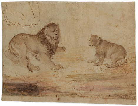 Lombard Master, c 1500: Lion and Bear, pen and brown ink, watercolour and tempera on parchment, 14.5 x 19 cm. Old holdings, WRM Z 1989